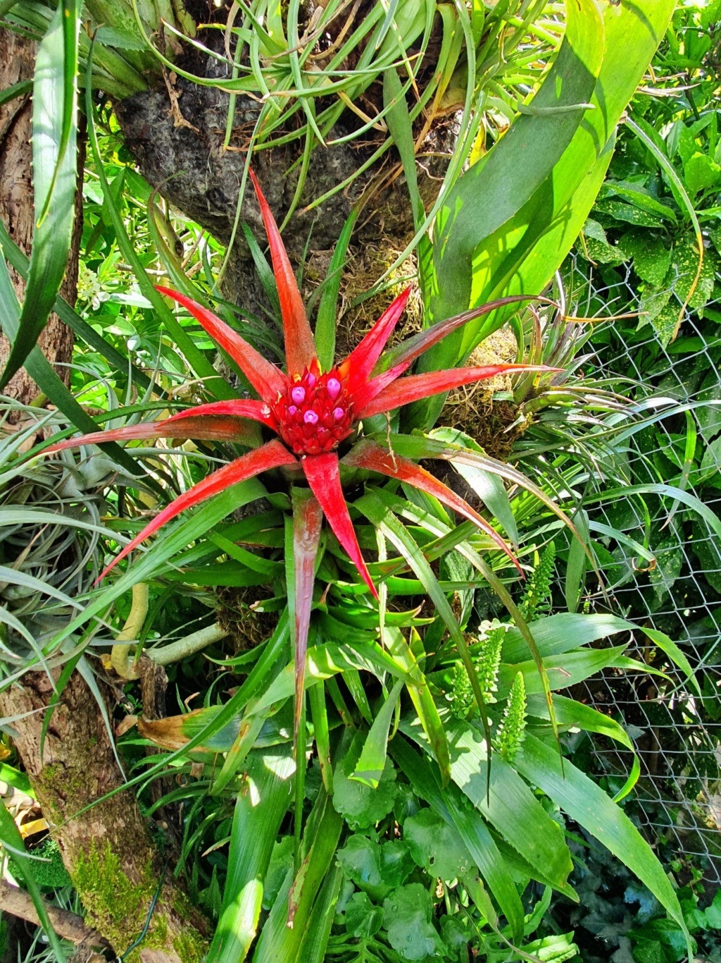 aechmea recurvata - Aechmea recurvata - Page 7 20200209