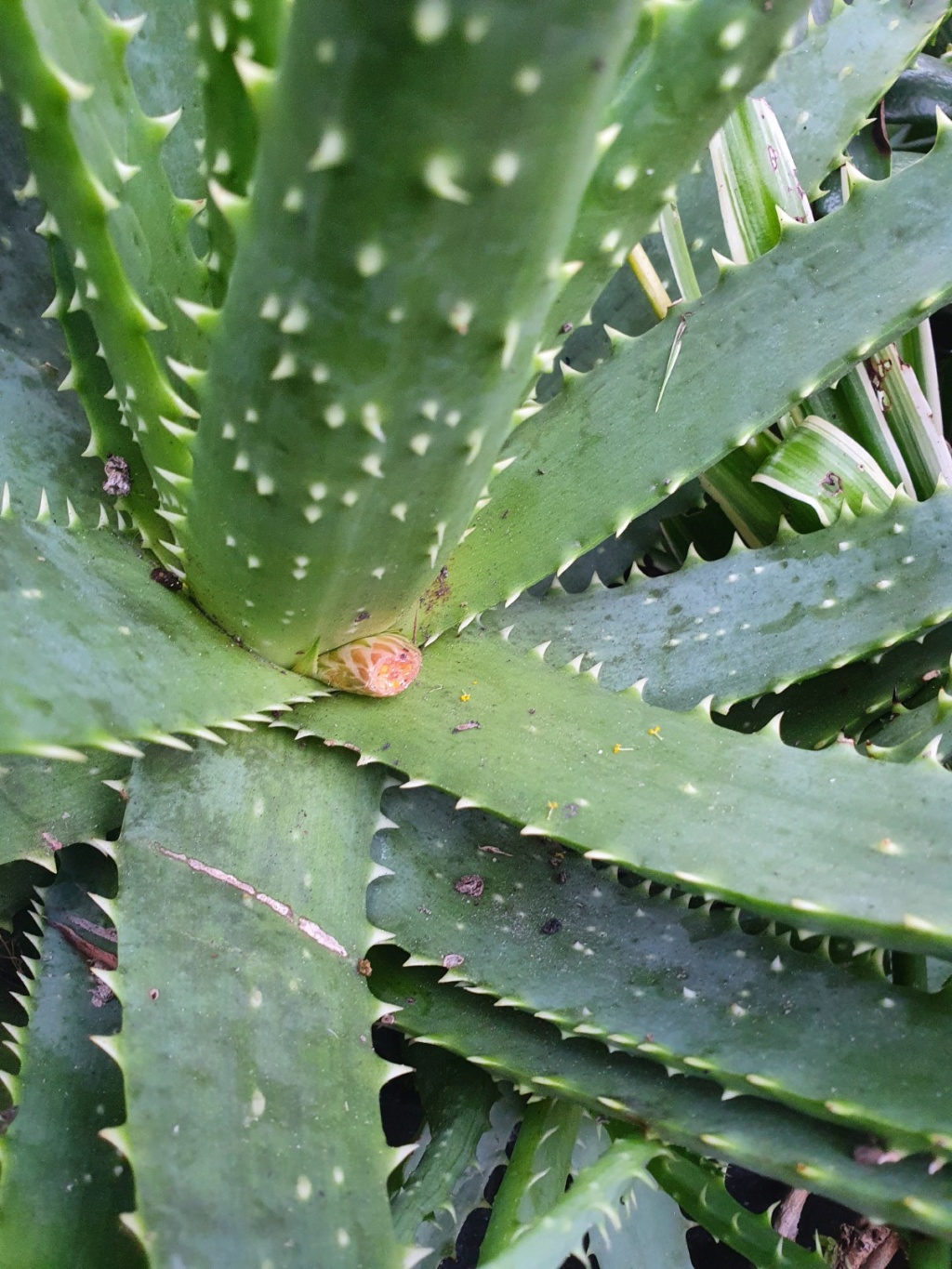 Aloe x spinosissima 20200245
