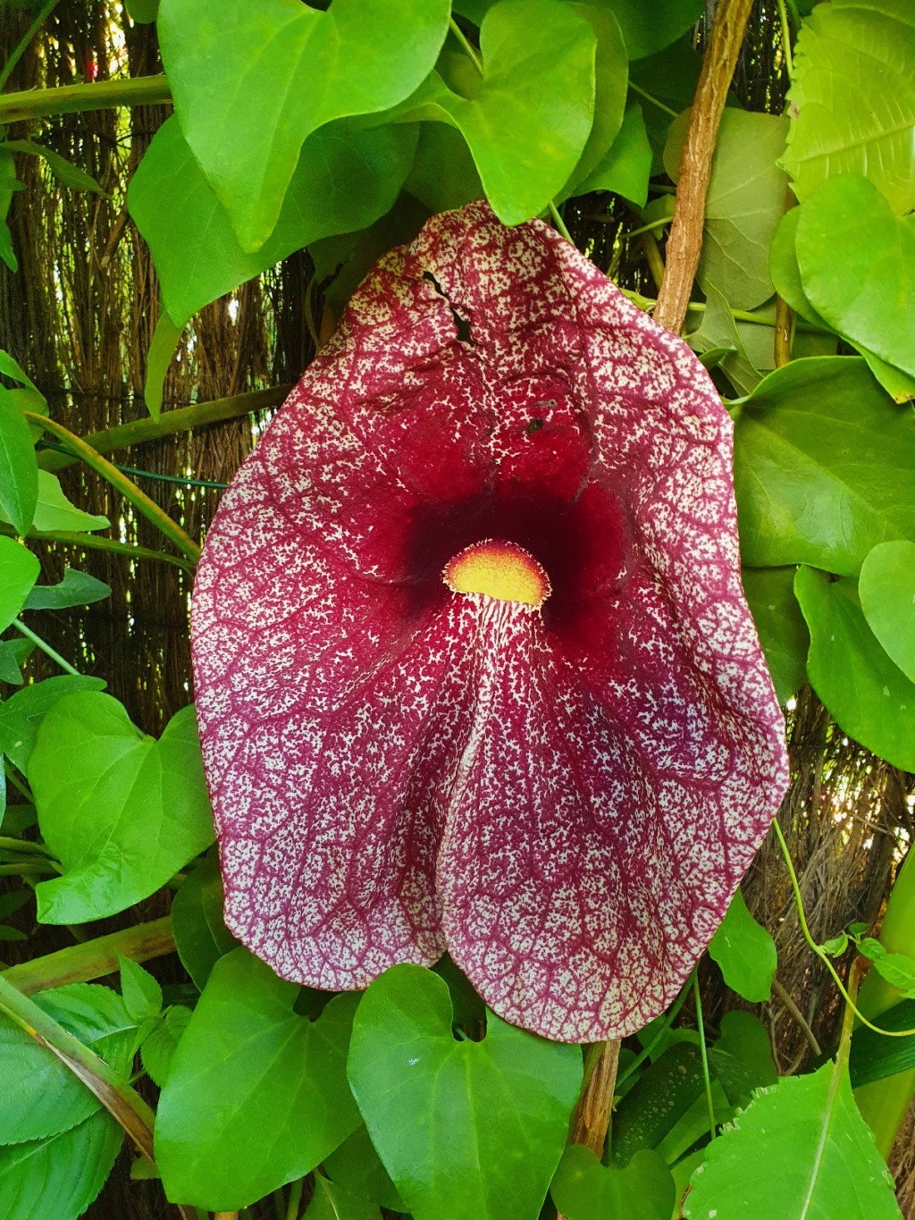 Aristolochia gigantea - Page 3 20200255