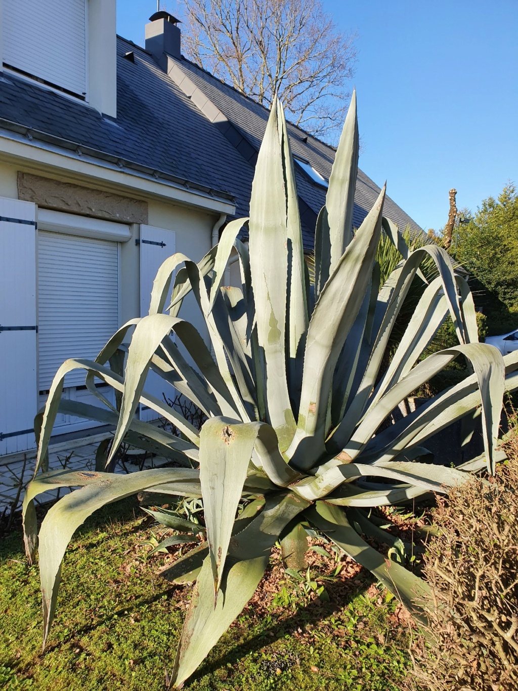 Agave americana  - Page 4 20200386