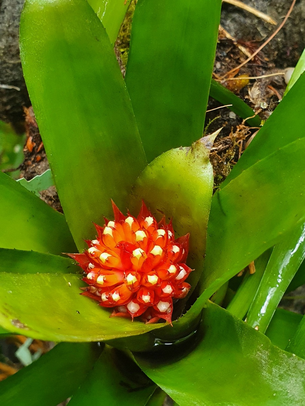 Aechmea pimenti-velosoi 20200392