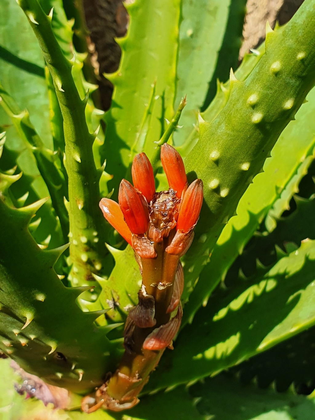 Aloe x spinosissima 20200447