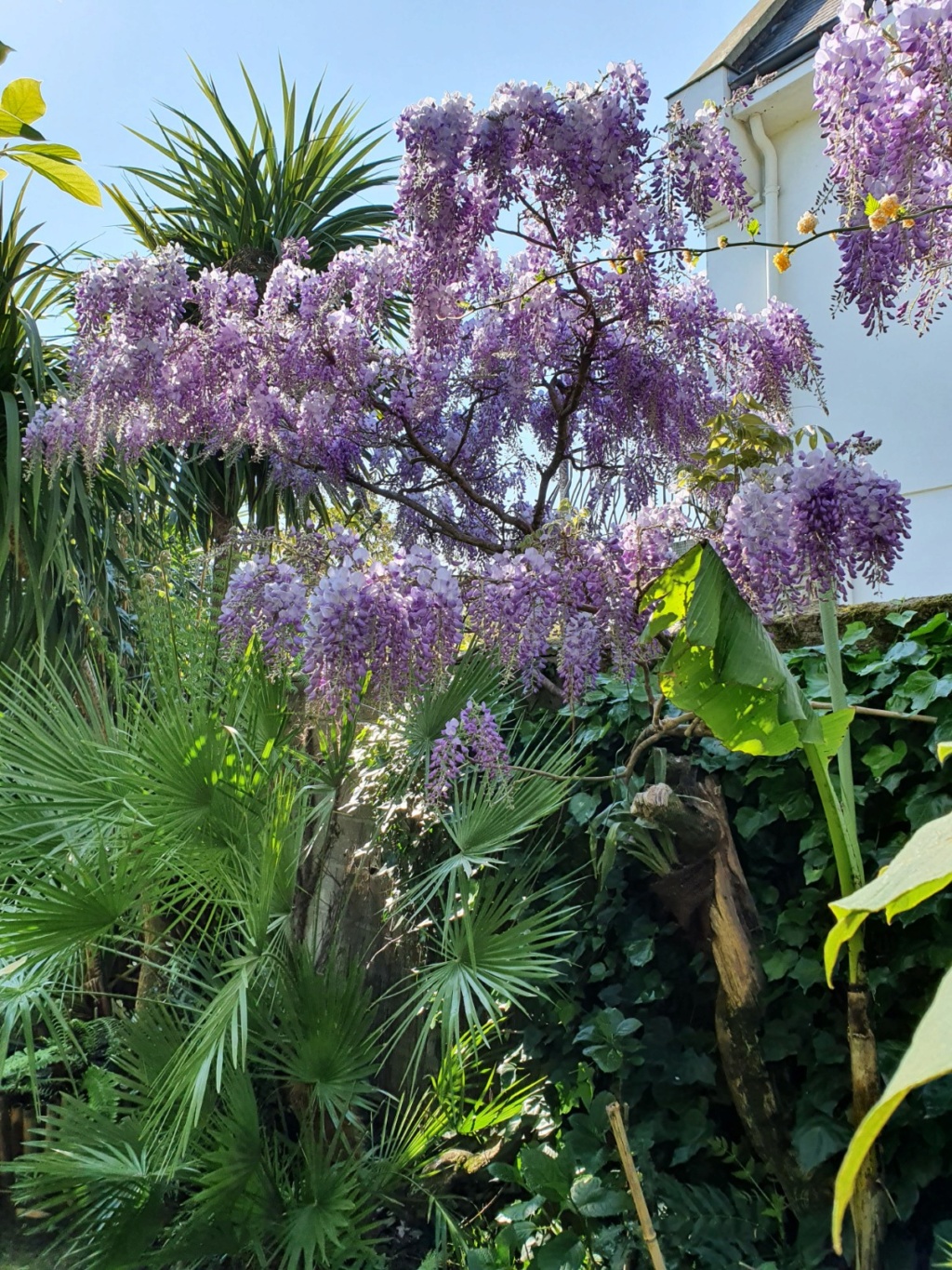 Wisteria - les glycines - Page 8 20200450