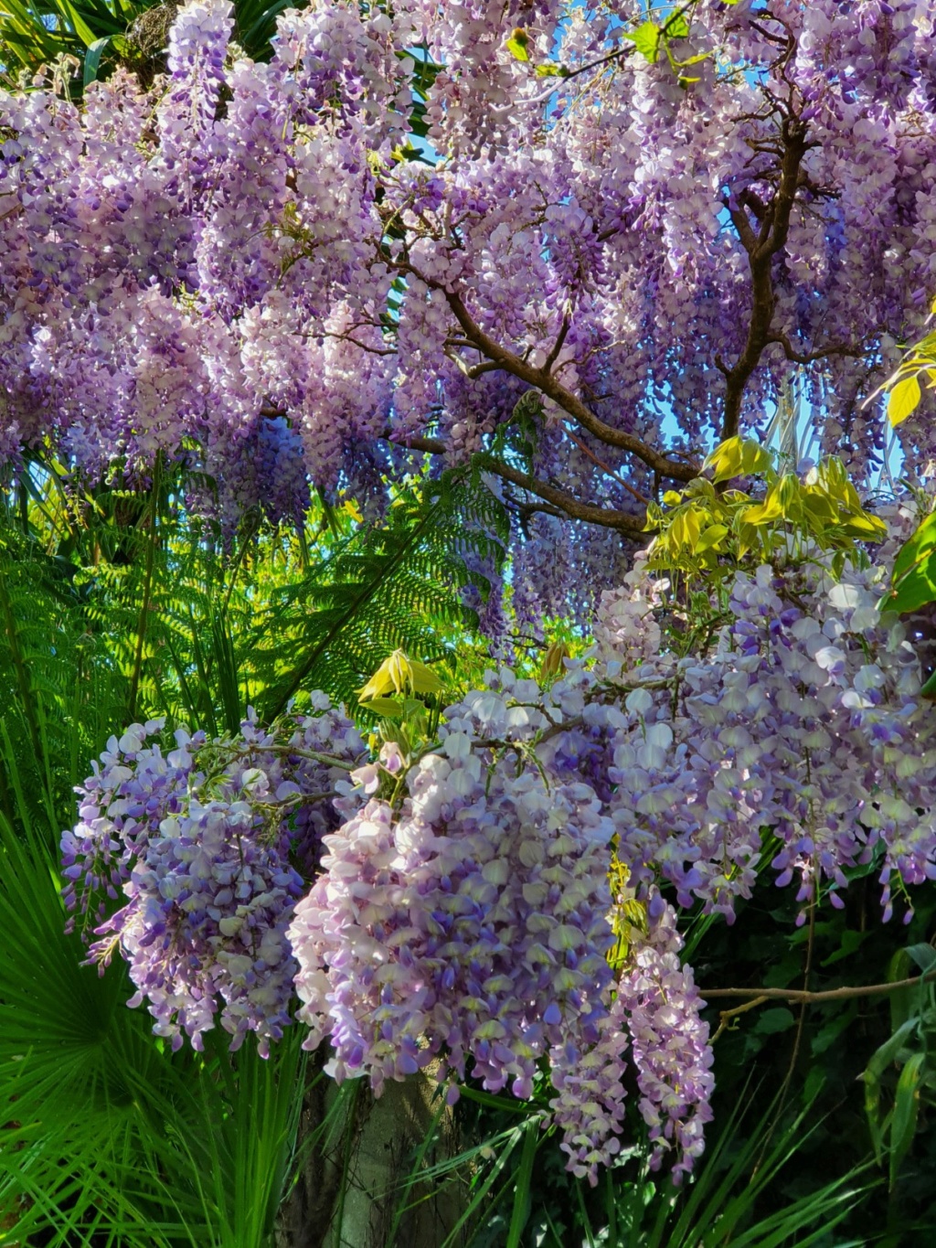 Wisteria - les glycines  - Page 9 20200469