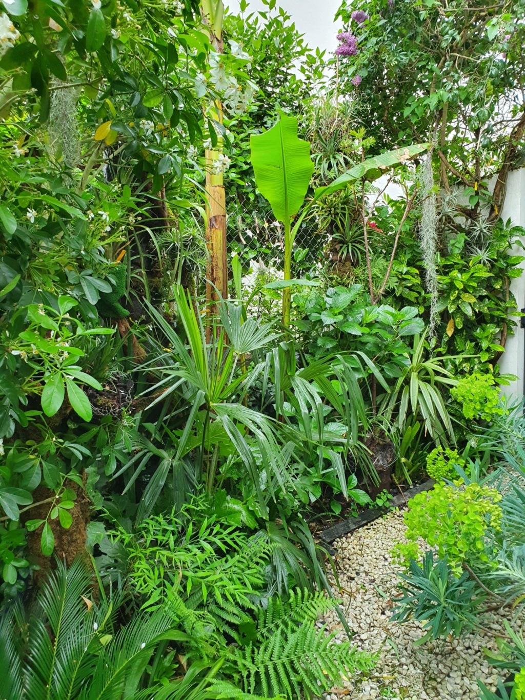 Rémi - Mon (tout) petit jardin en mode tropical - Page 17 20200477