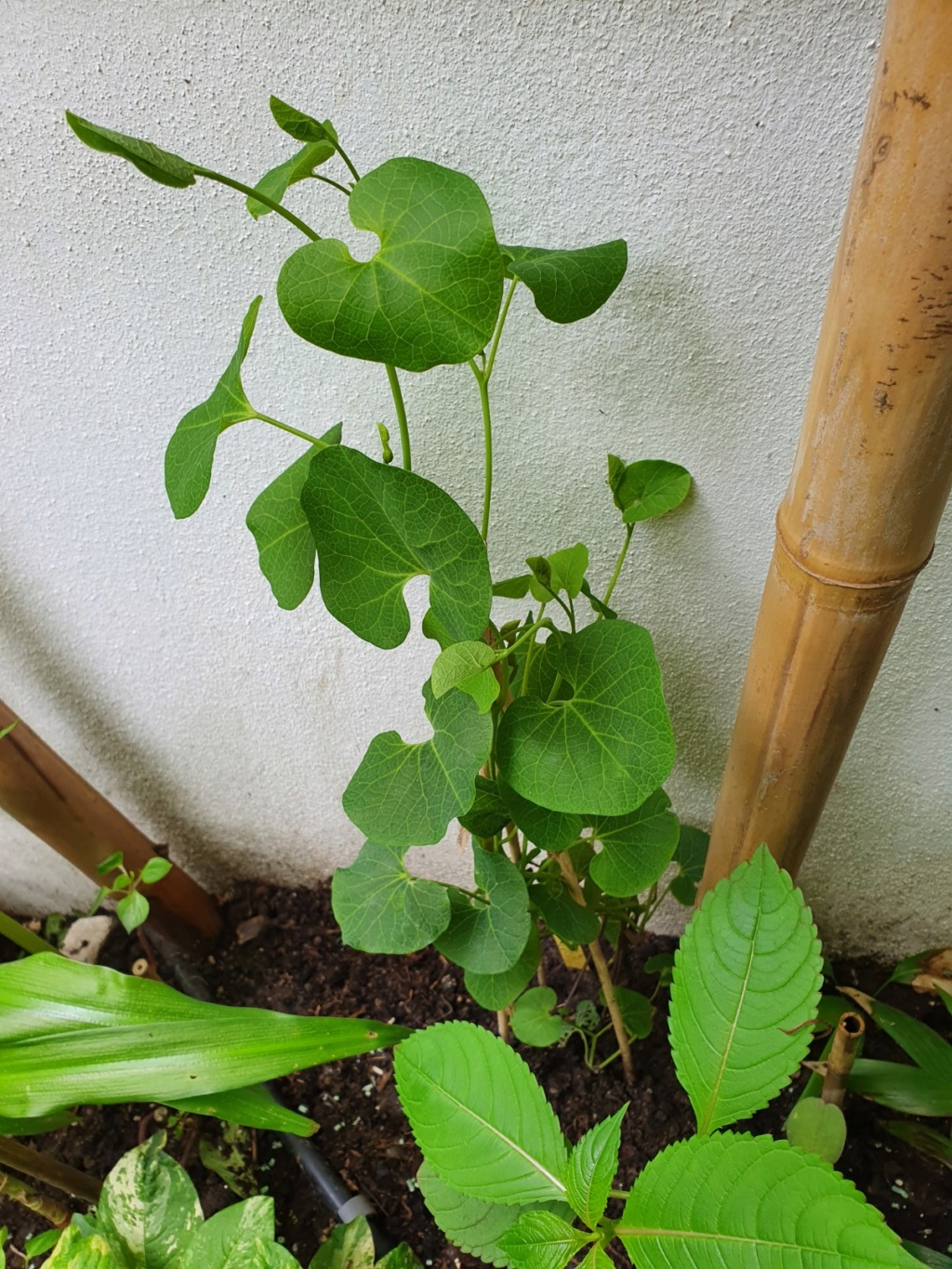 Aristolochia fimbriata 20200485