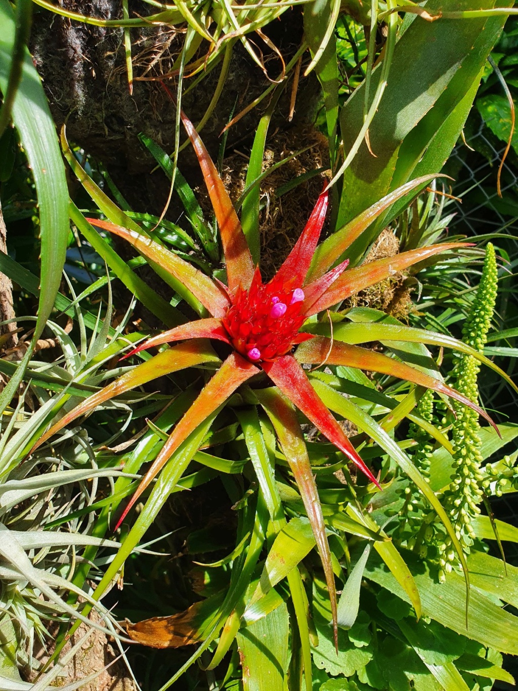 Aechmea recurvata - Page 7 20200529