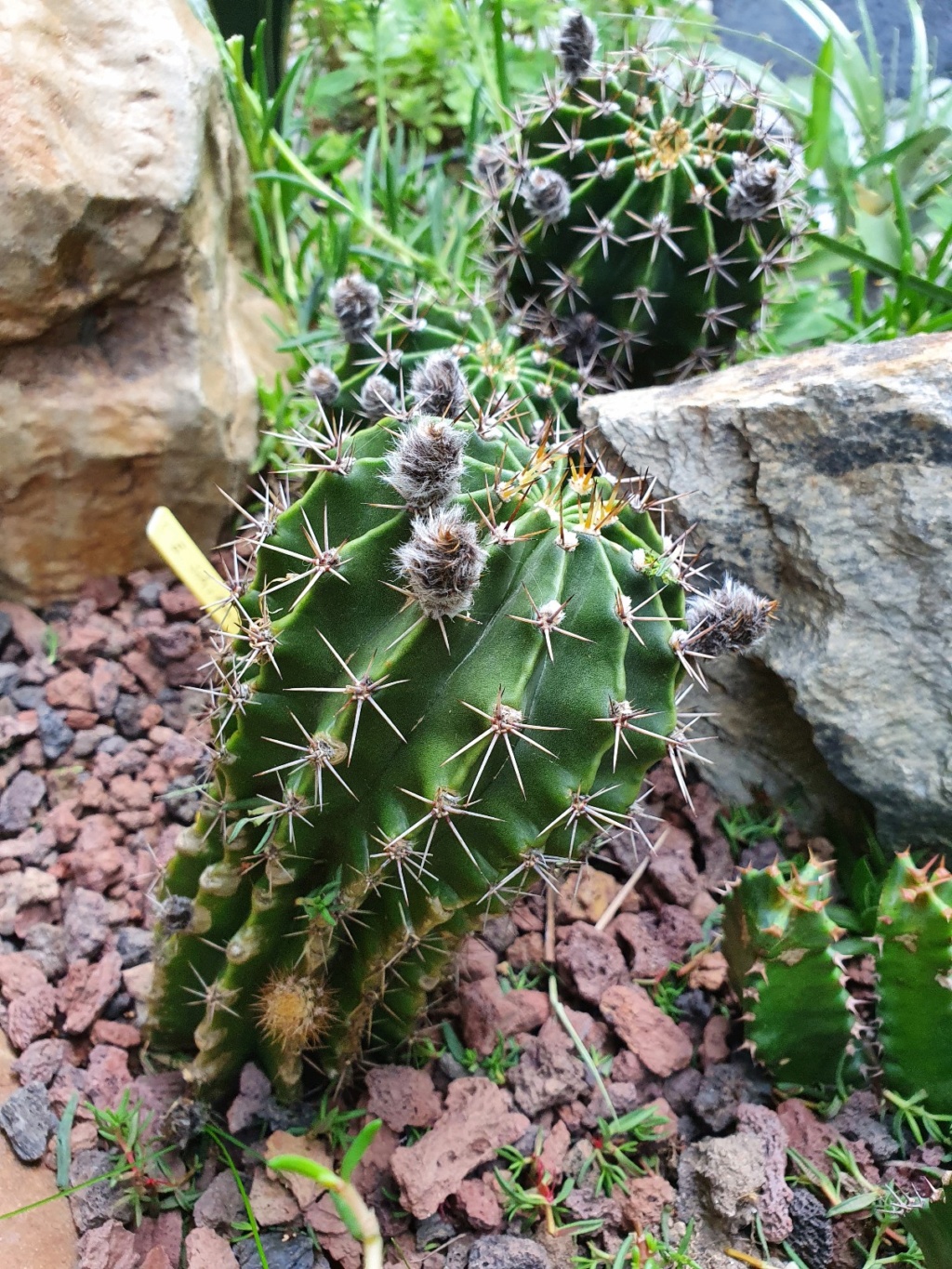 Echinopsis oxygona (= Echinopsis eyriesii v. grandiflora) - Page 3 20200618