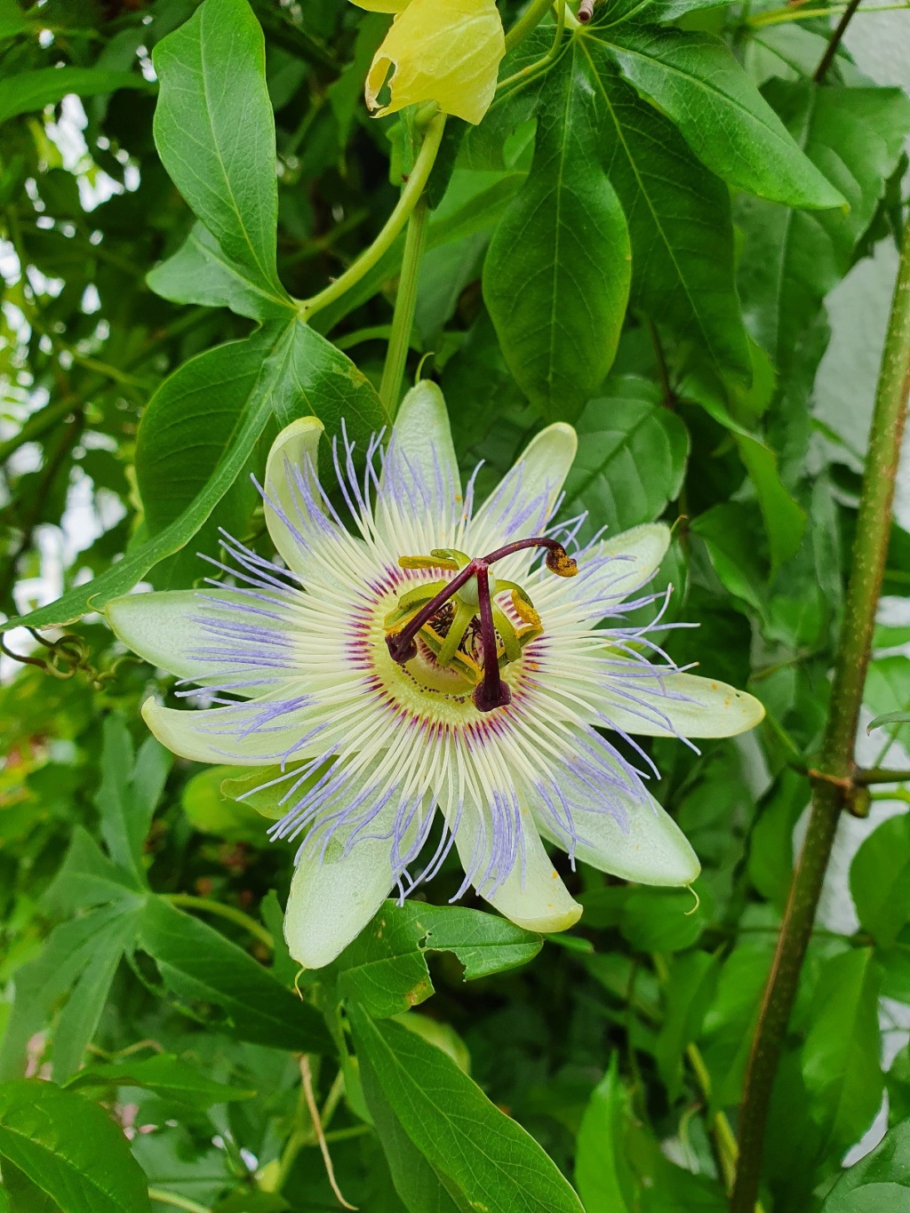 Passiflora caerulea - Page 5 20200688