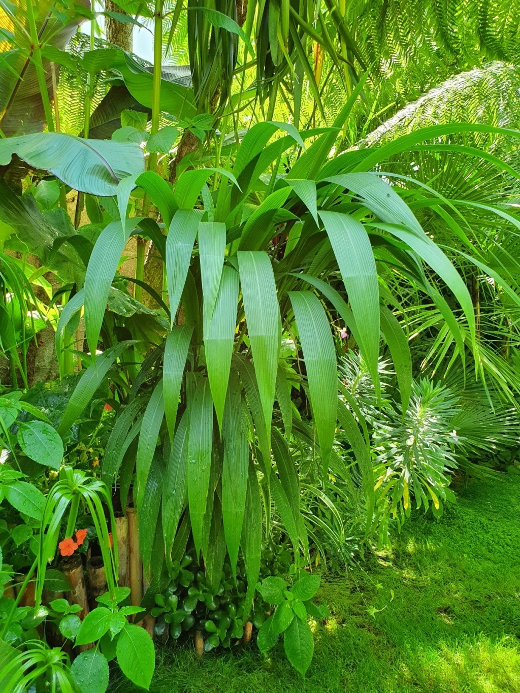 Setaria palmifolia - sétaire à feuilles de palmier - Page 3 20200751