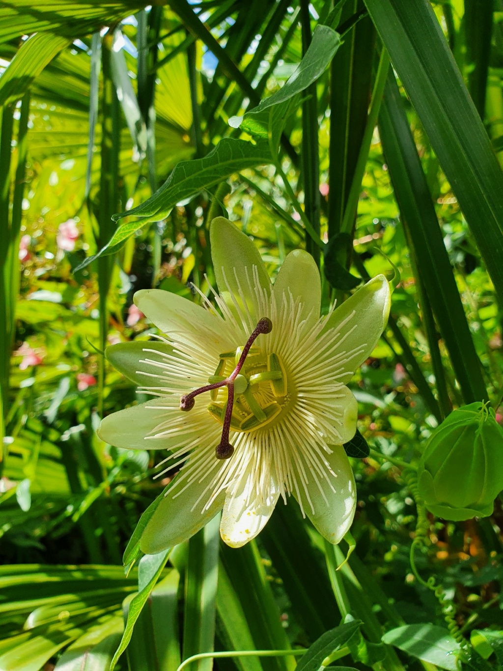 Passiflora caerulea - Page 5 20200821