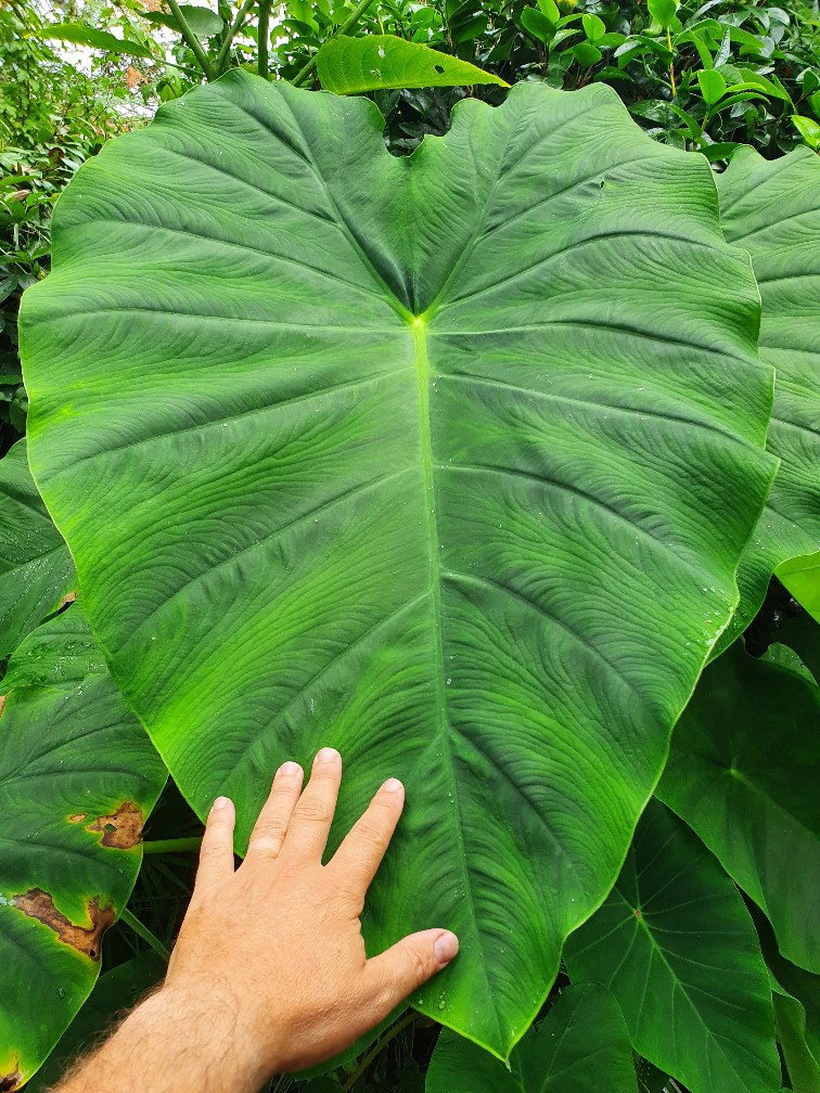 Colocasia esculenta 'Jack's Giant' - Page 2 20200833