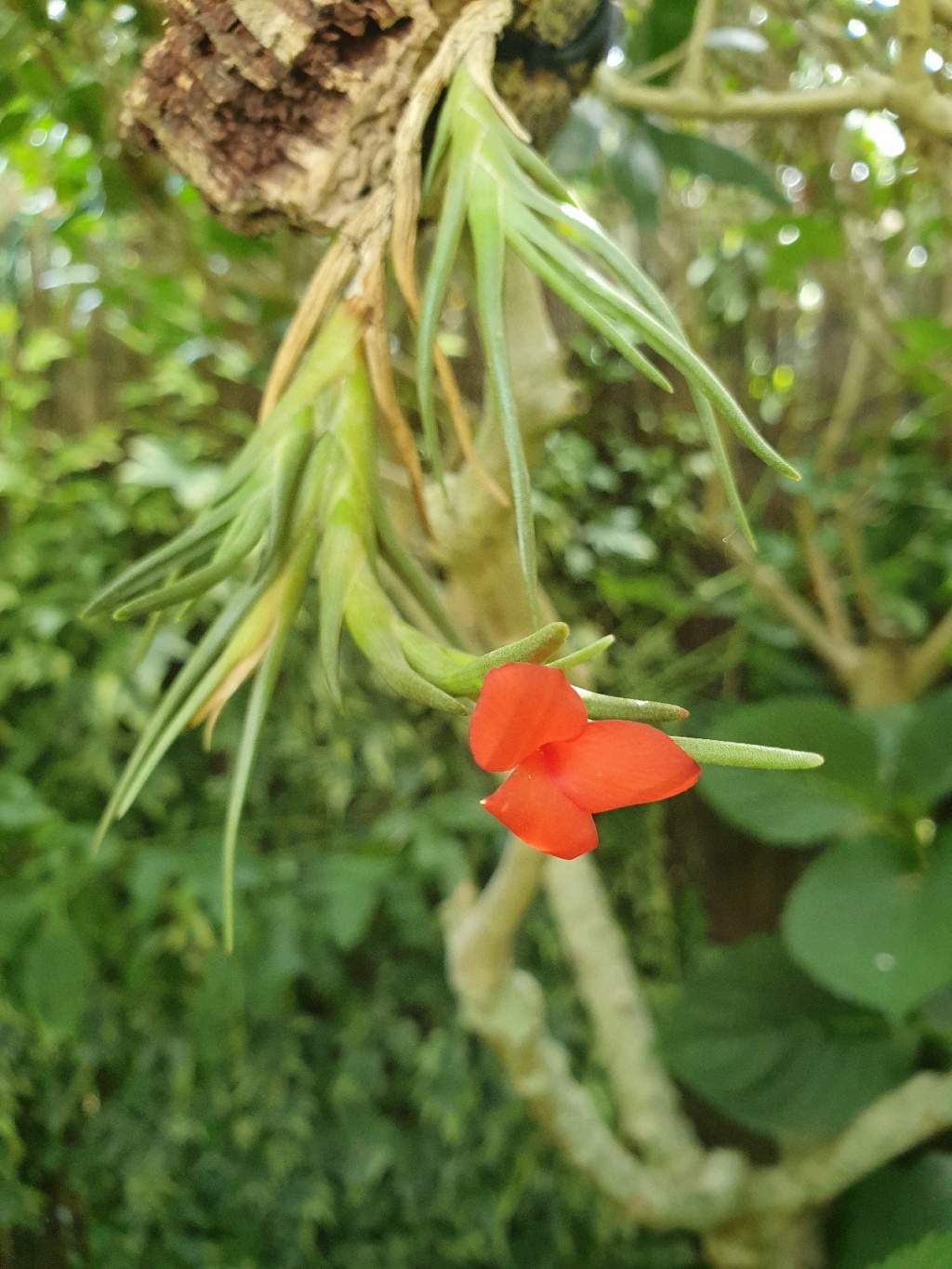 Tillandsia albertiana - Page 3 20200871