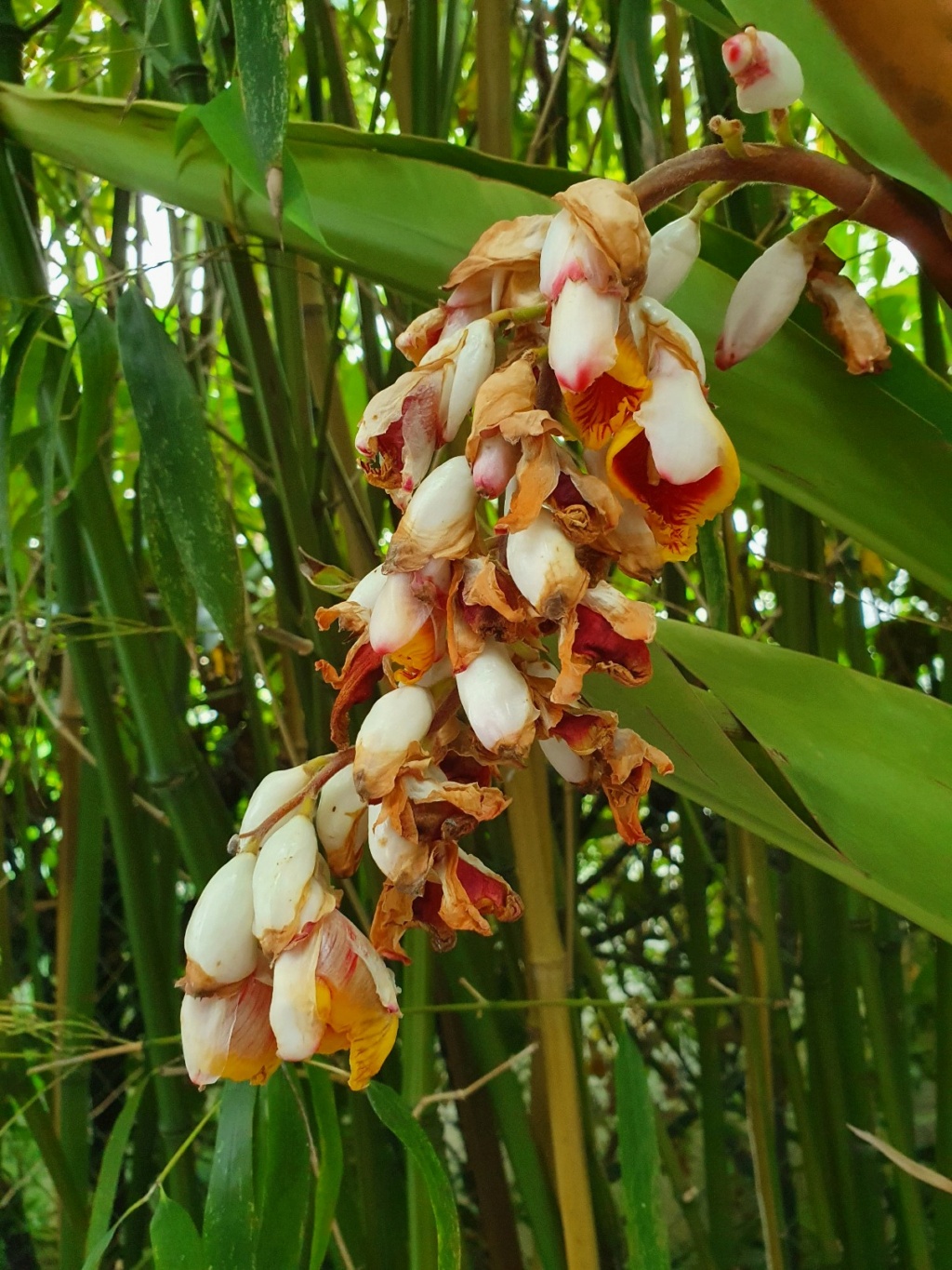 Alpinia zerumbet - Page 4 20200911