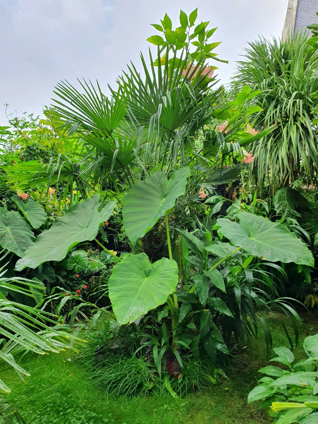 Brugmansia - le genre - Page 12 20200961