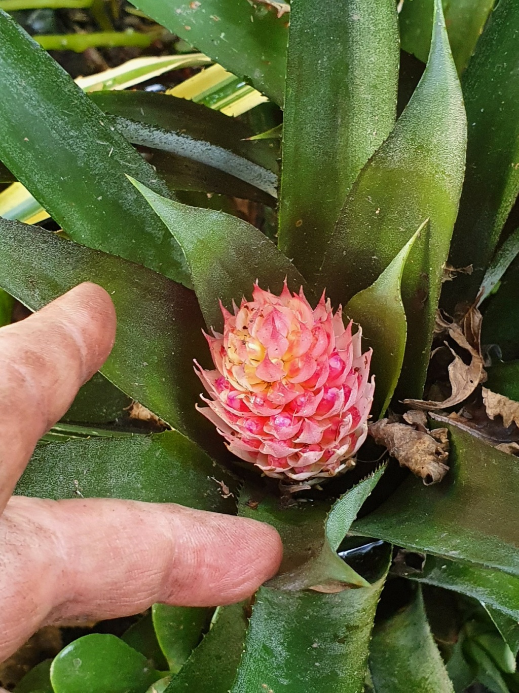 Aechmea pimenti-velosoi 20201231