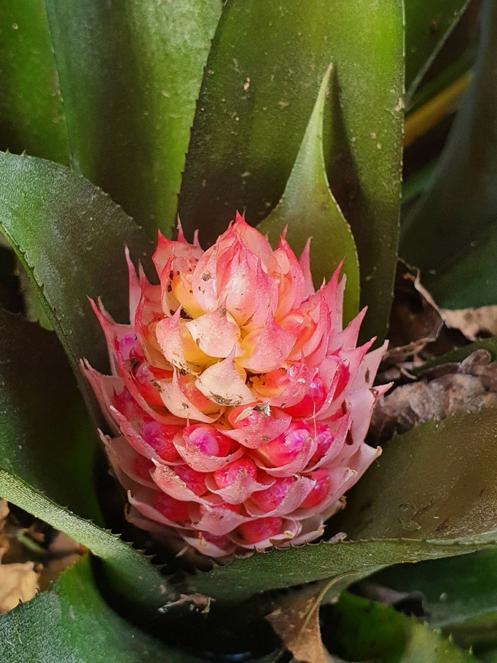 Aechmea pimenti-velosoi 20201232