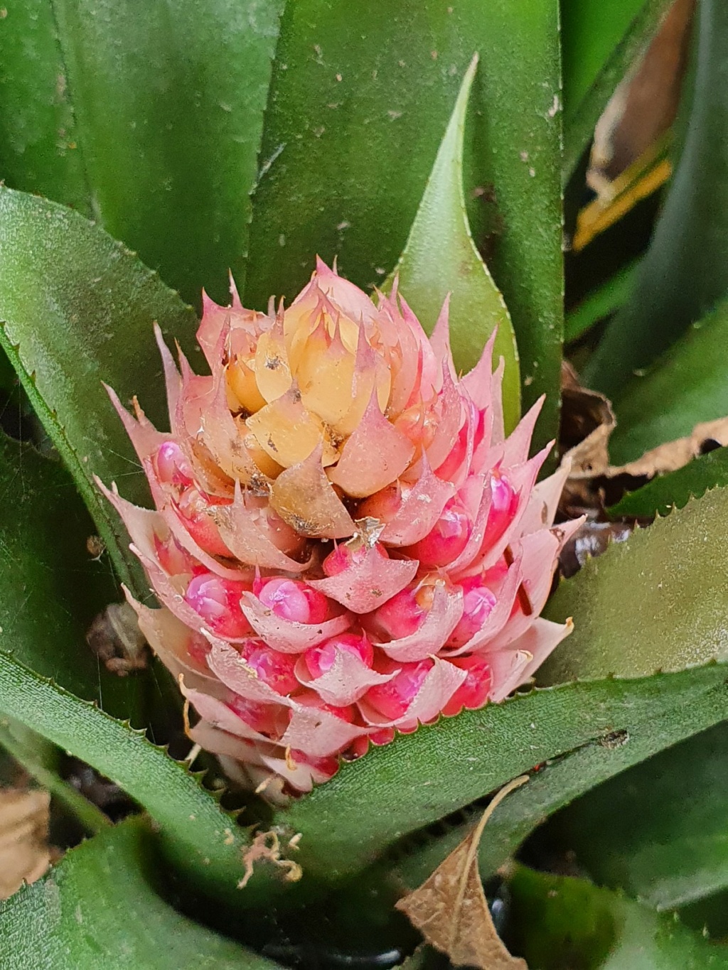 Bromeliaceae - famille - collections  - Page 7 20210107