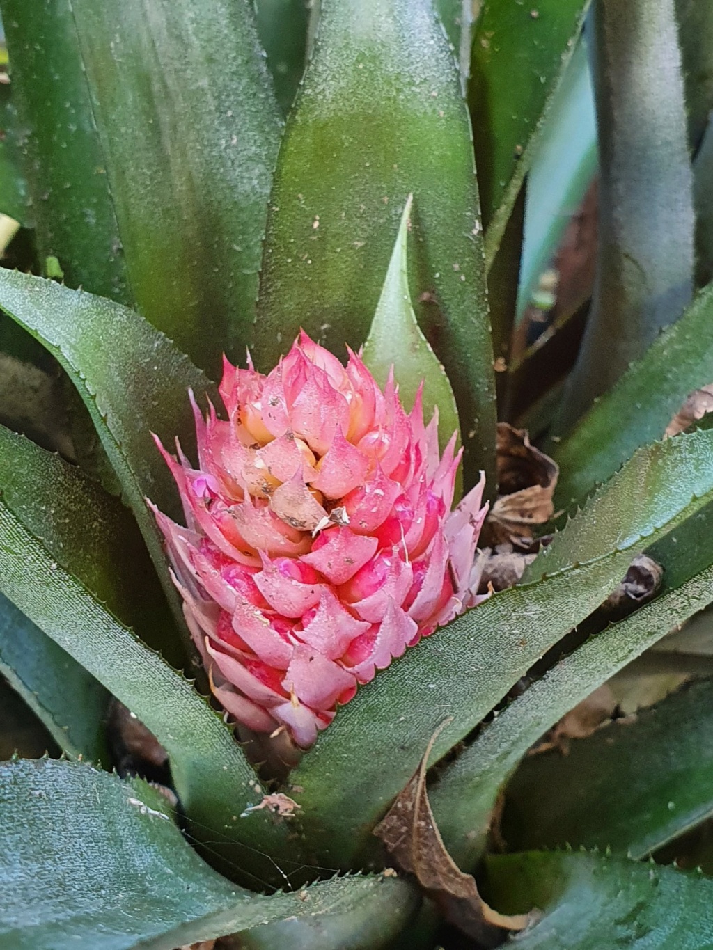 Bromeliaceae - famille - collections  - Page 6 20210126