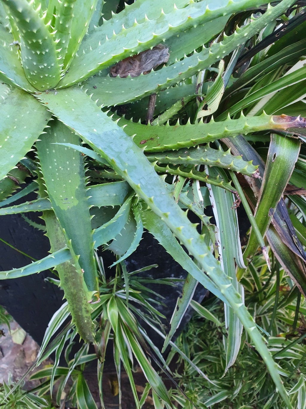 Aloe x spinosissima 20210128