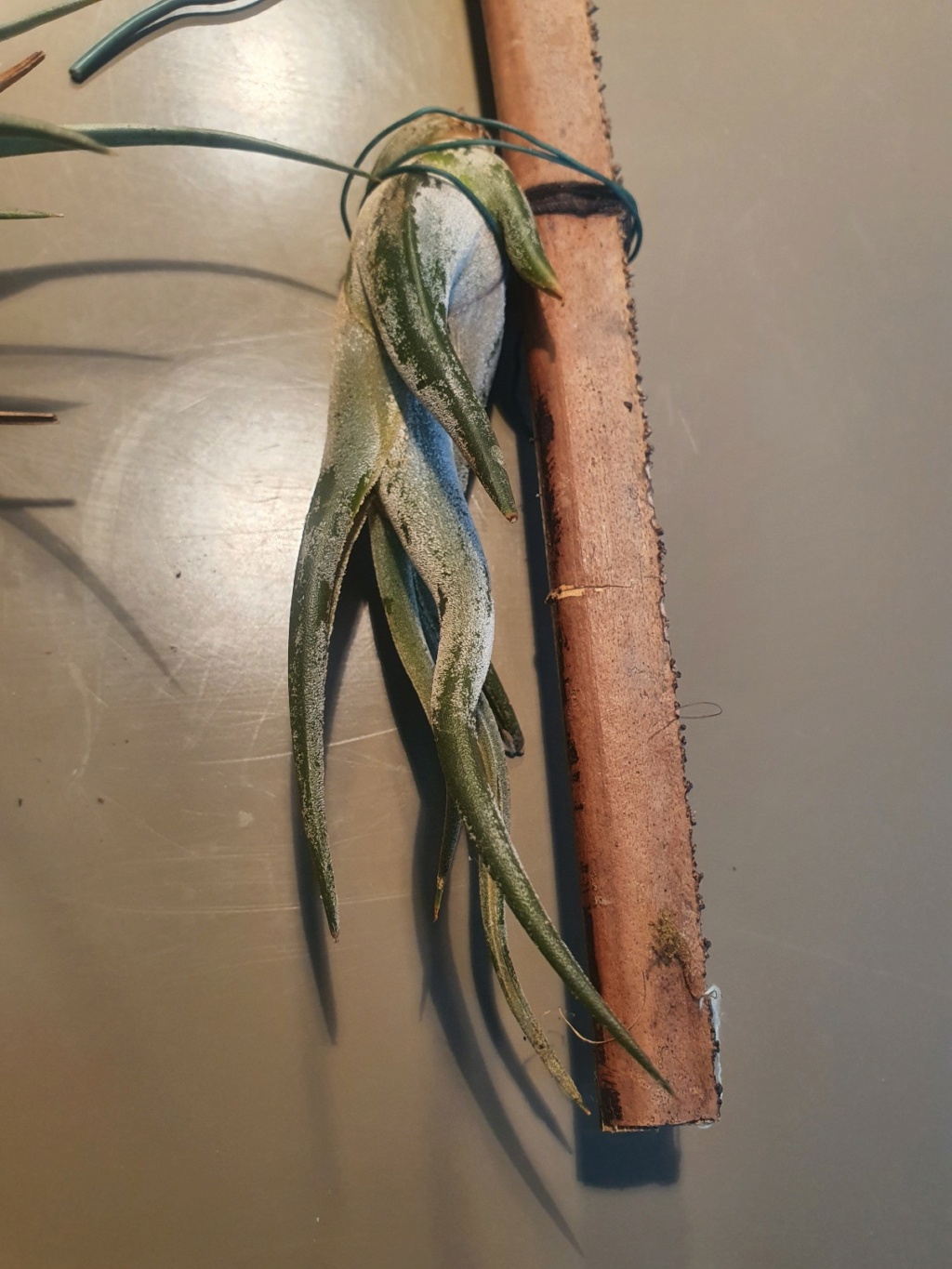 Tillandsia - le genre - Page 15 20210137