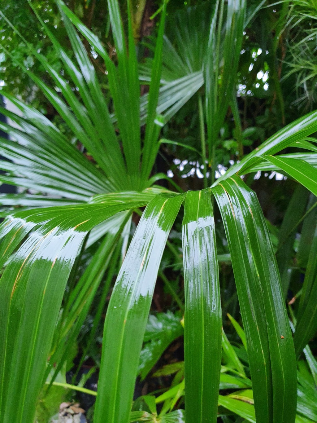 Rémi - Mon (tout) petit jardin en mode tropical - Page 19 20210211