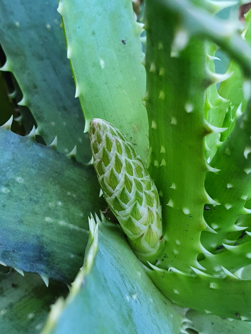 Aloe x spinosissima 20210284
