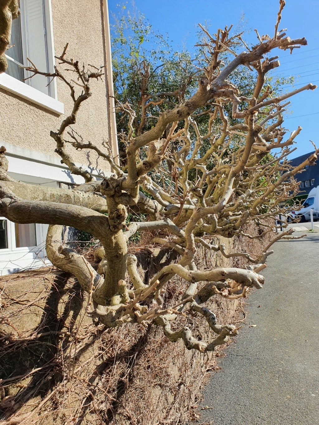 Wisteria - les glycines  - Page 9 20210295