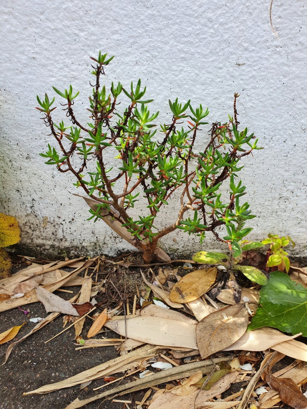 Crassula sarcocaulis - Page 3 20210379