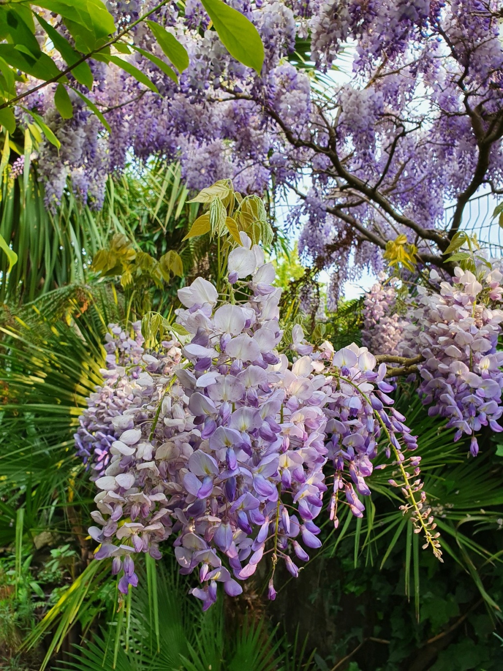 Wisteria - les glycines  - Page 10 20210413