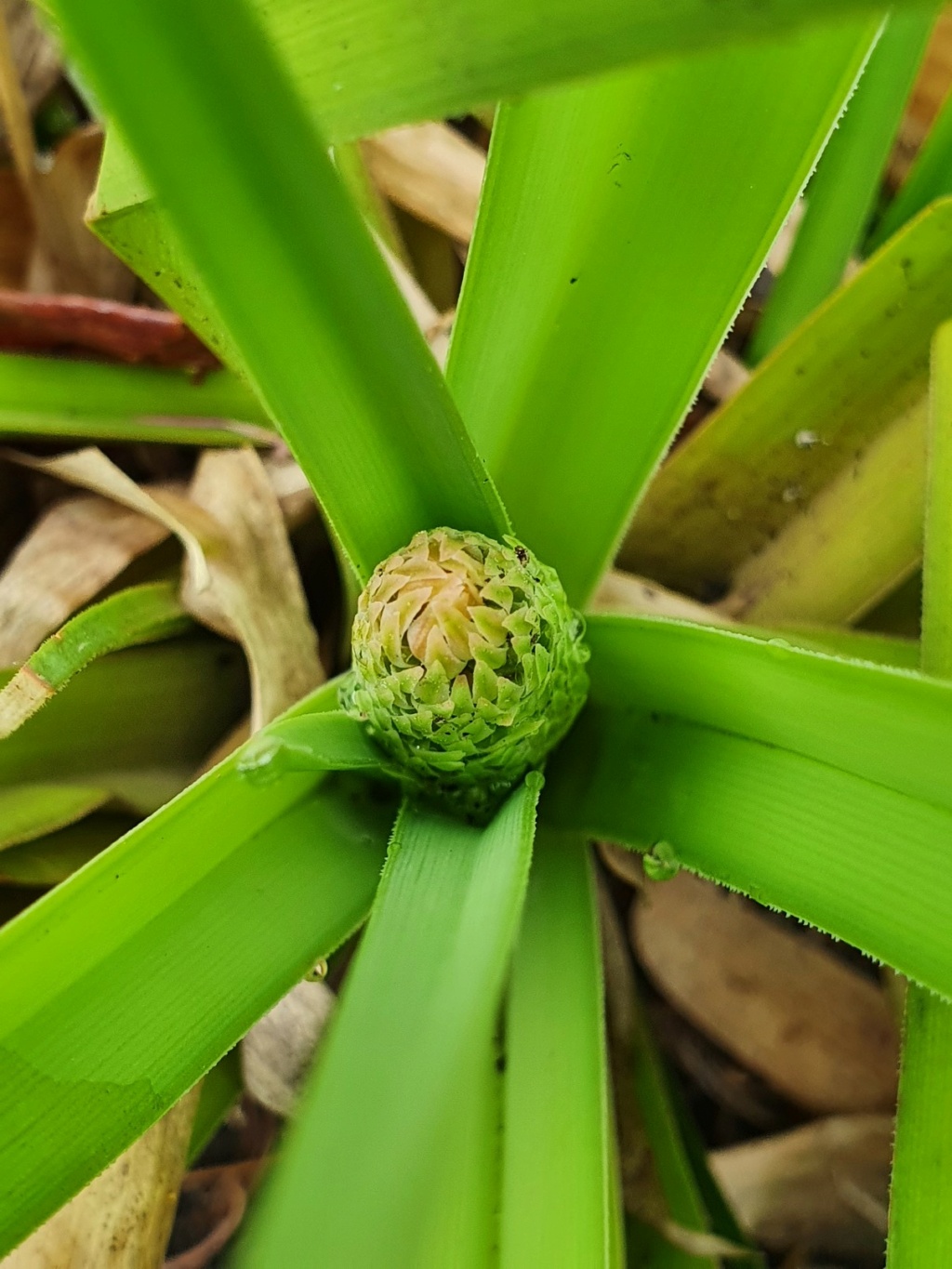 Kniphofia (= Tritoma) - faux Aloe - Page 3 20210479