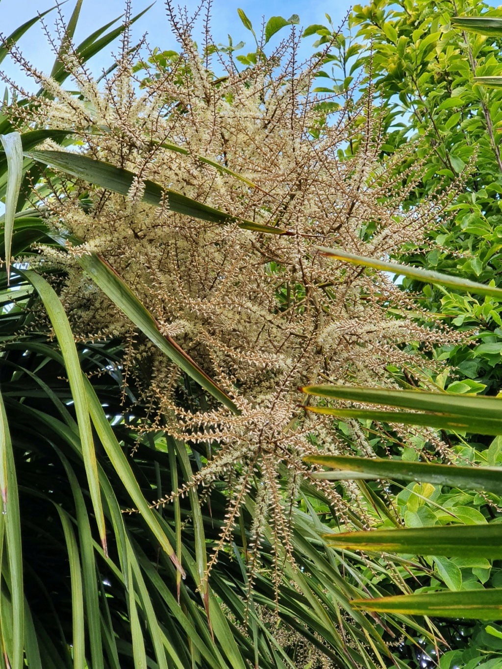 Cordyline australis - Page 3 20210492