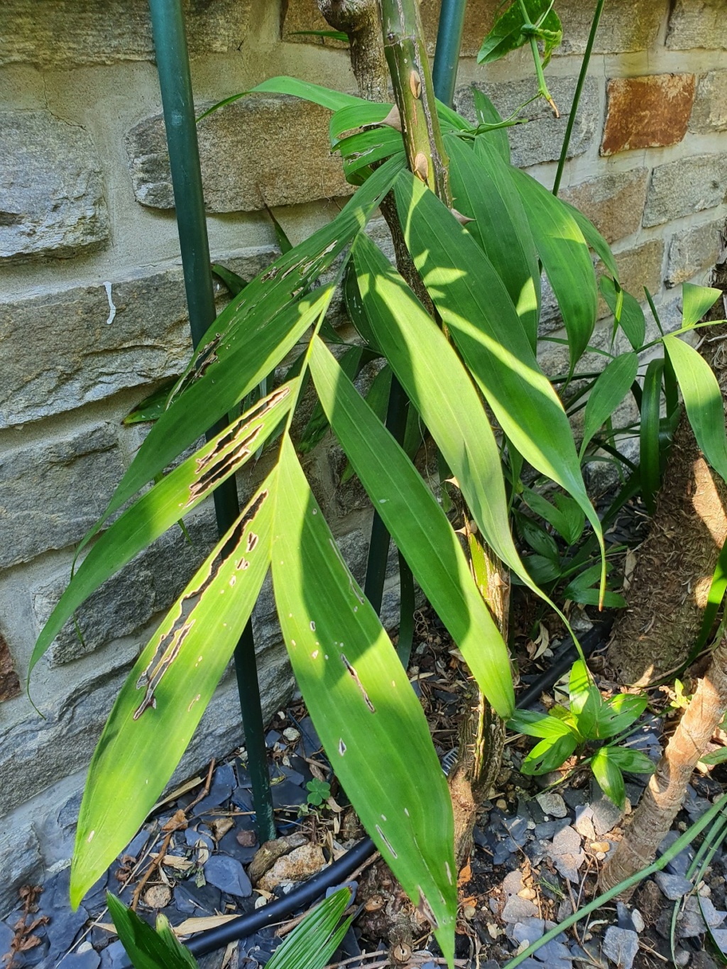 Chamaedorea microspadix 20210551