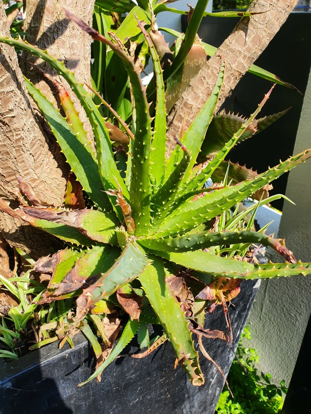 Aloe x spinosissima 20210552