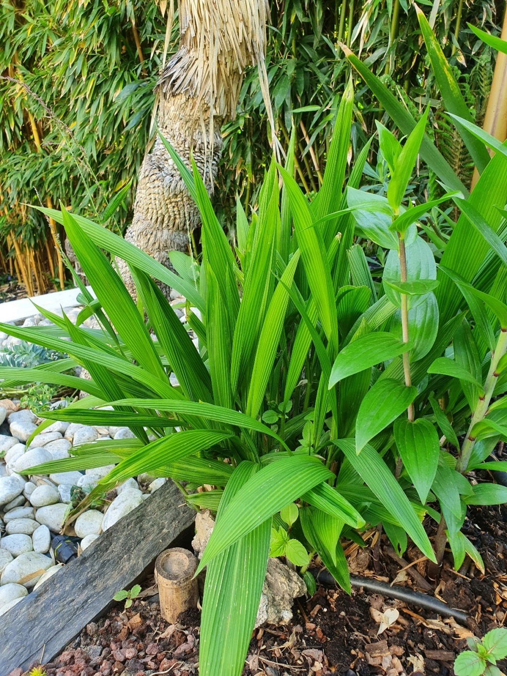 Rémi - Mon (tout) petit jardin en mode tropical - Page 20 20210567