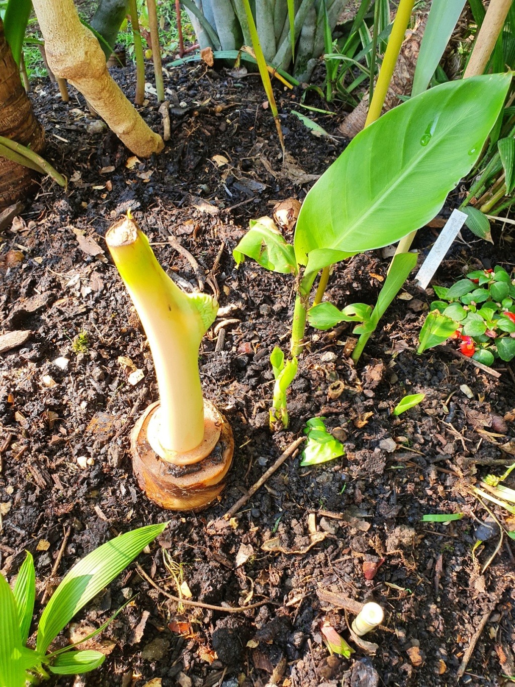 Colocasia esculenta 'Jack's Giant' - Page 2 20210576