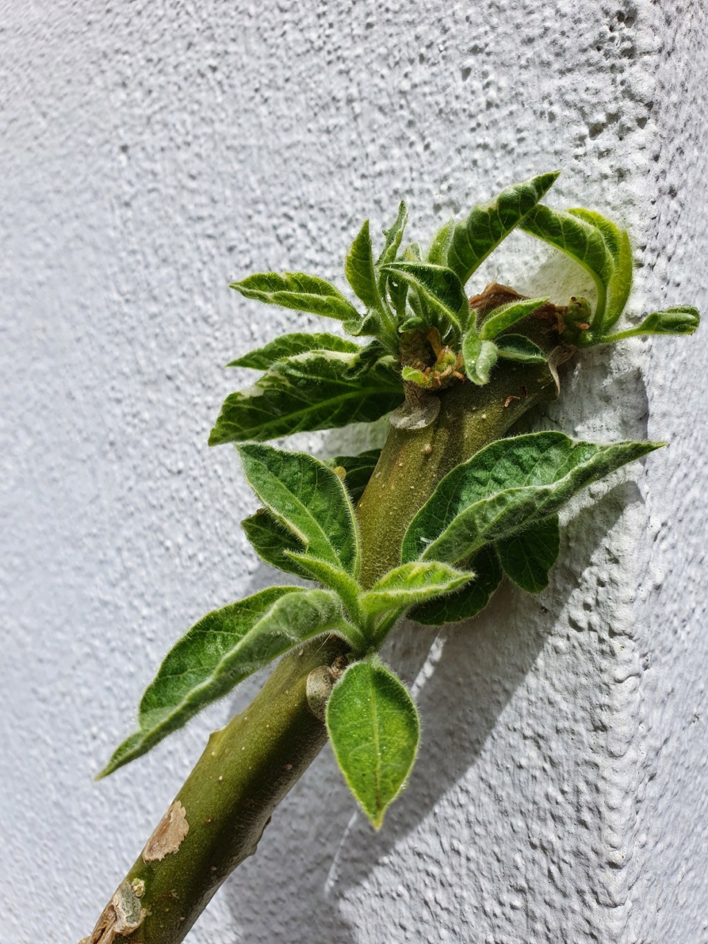 Brugmansia - le genre - Page 13 20210579