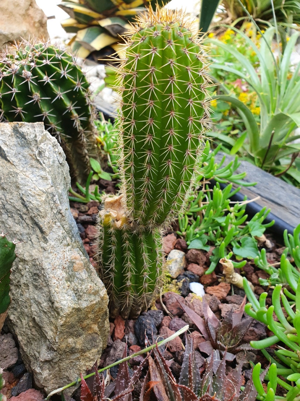 Echinopsis spachiana (= Trichocereus spachianus) 20210594