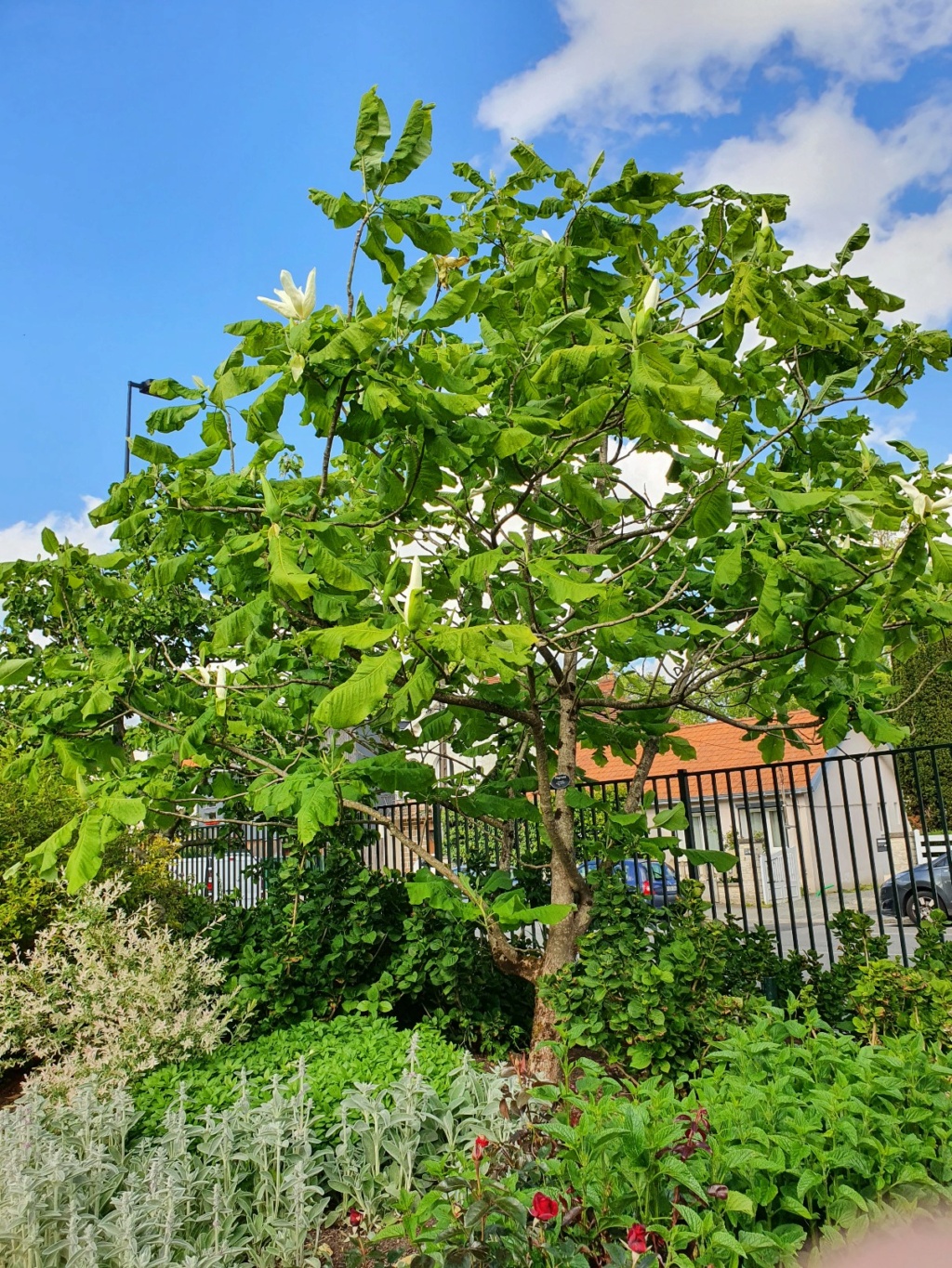Magnolia macrophylla - magnolia à grandes feuilles  20210670