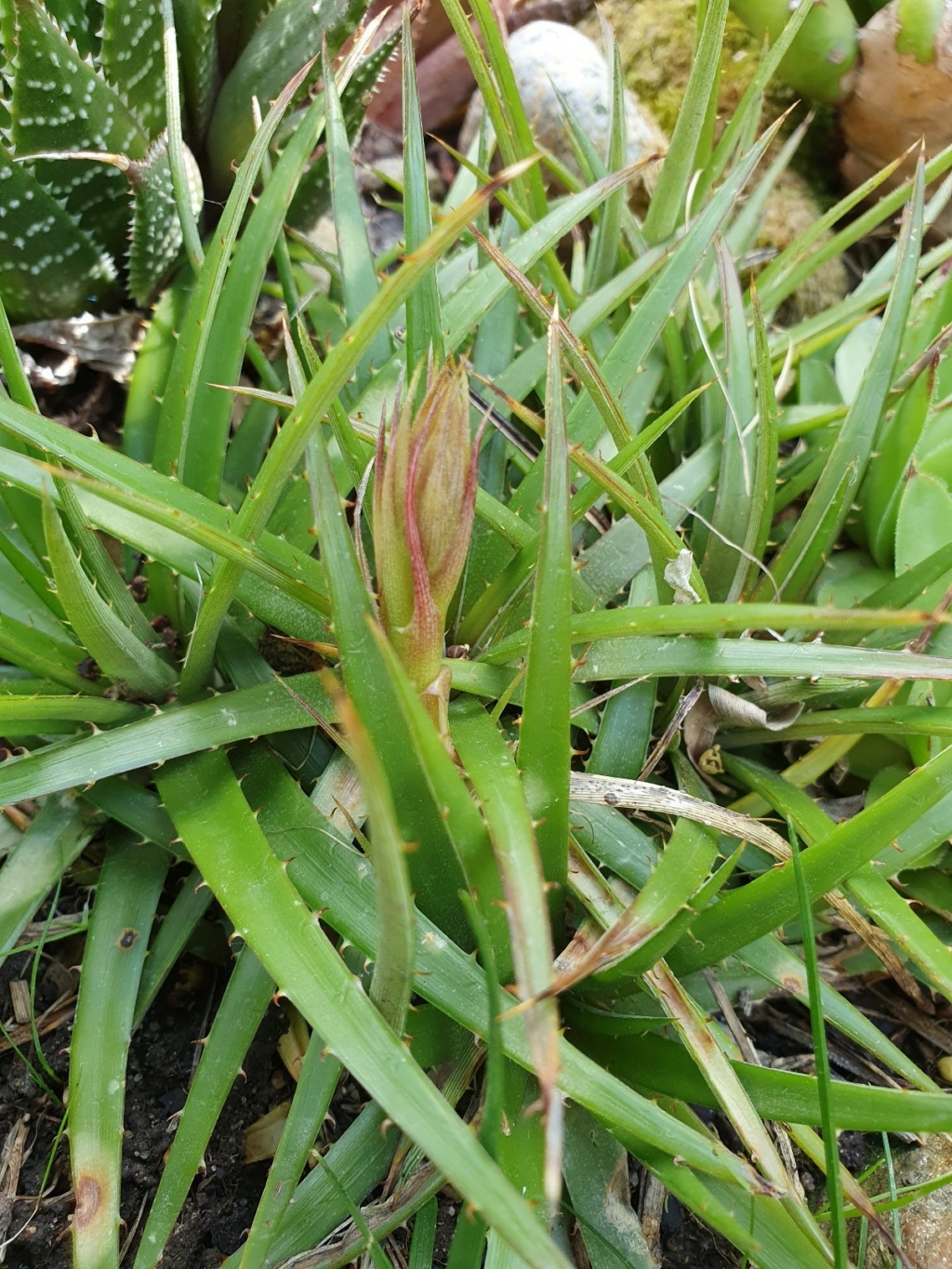Dyckia brachyphylla 20210735