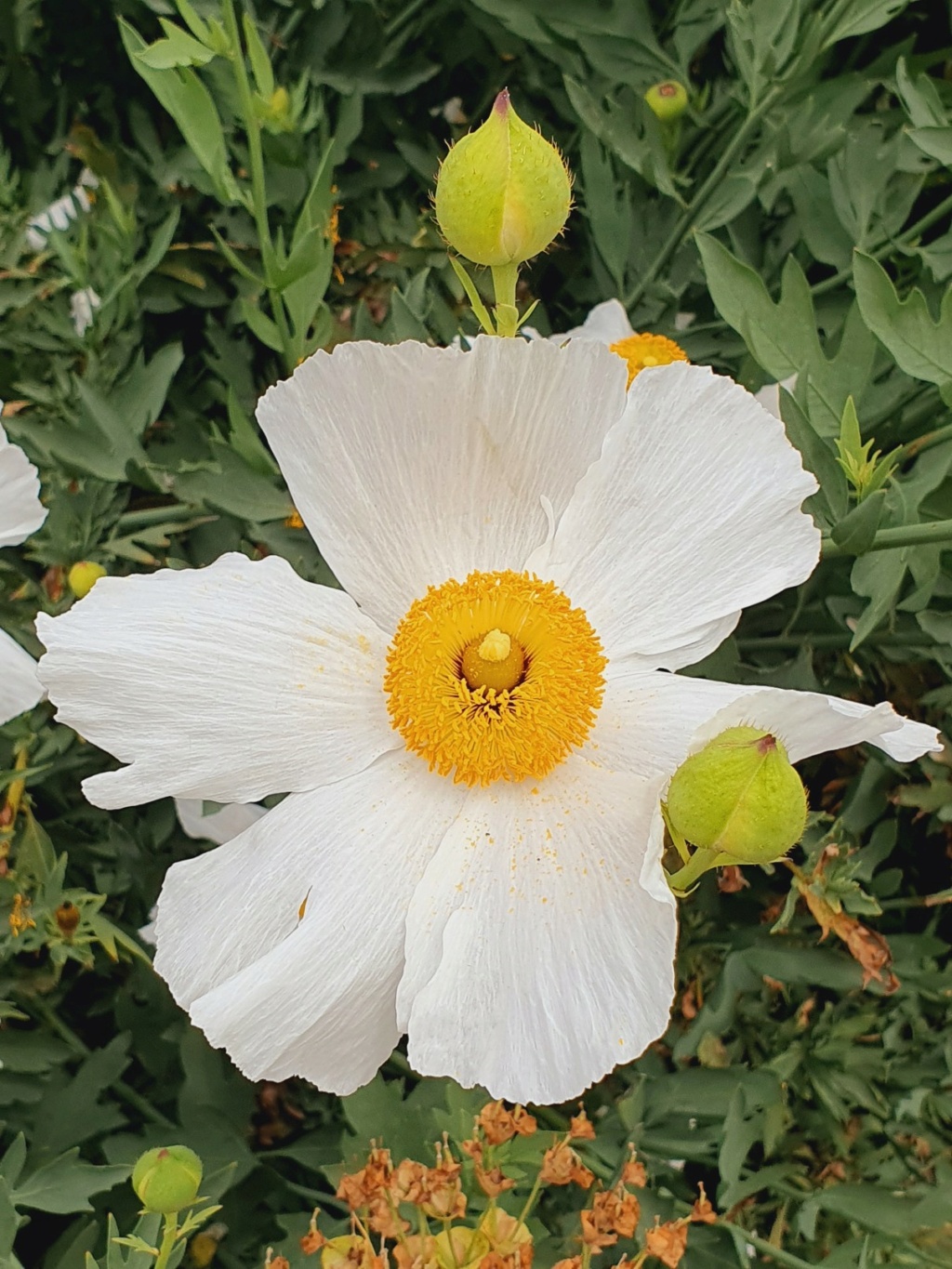 Romneya coulteri - Page 4 20210767