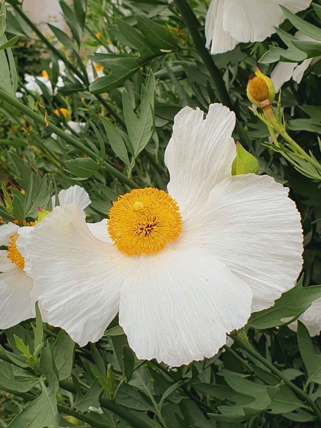 Romneya coulteri - Page 4 20210768