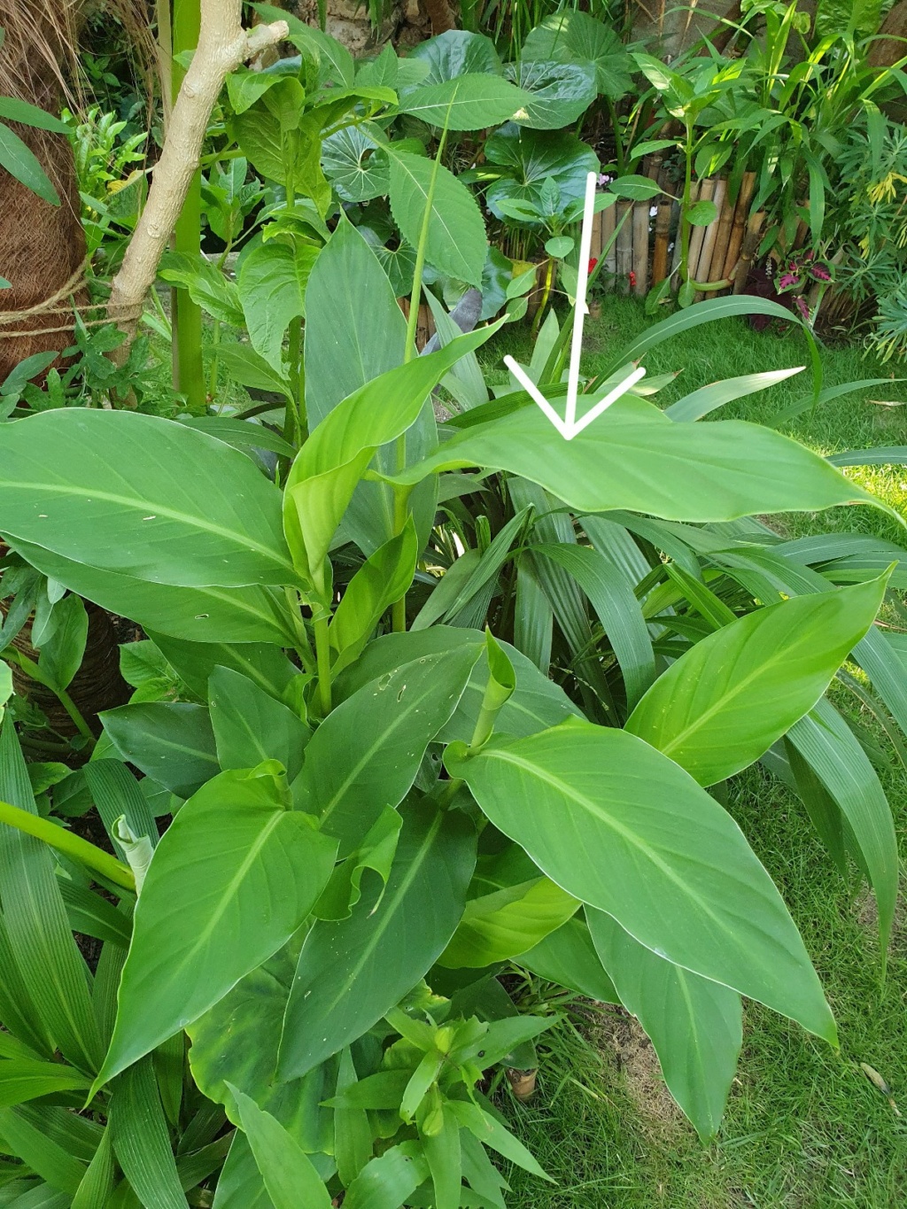 hedychium - Hedychium - le genre - Page 8 20210804