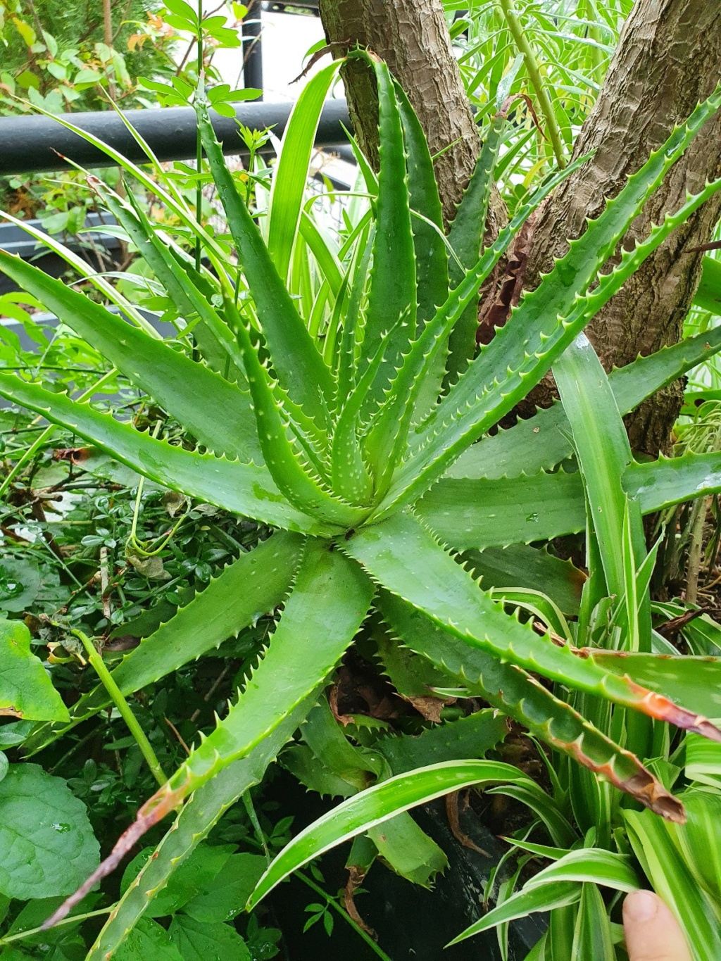 Aloe x spinosissima 20210836