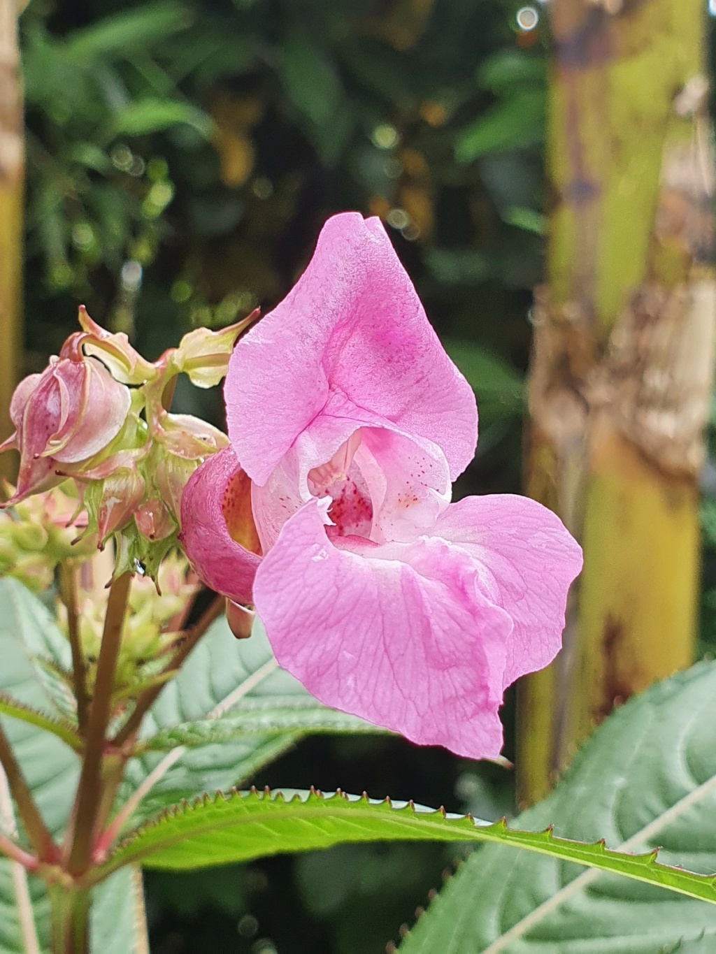 Impatiens glandulifera - balsamine de l'Himalaya  - Page 4 20210859