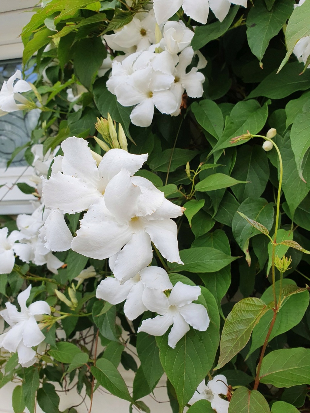 Mandevilla laxa - [identification] 20210871