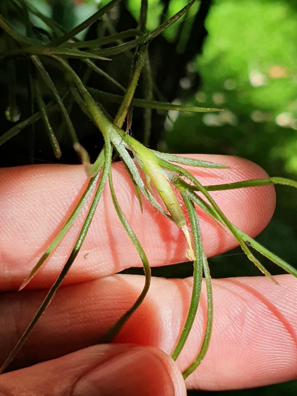 Tillandsia usneoides - Page 3 20210885