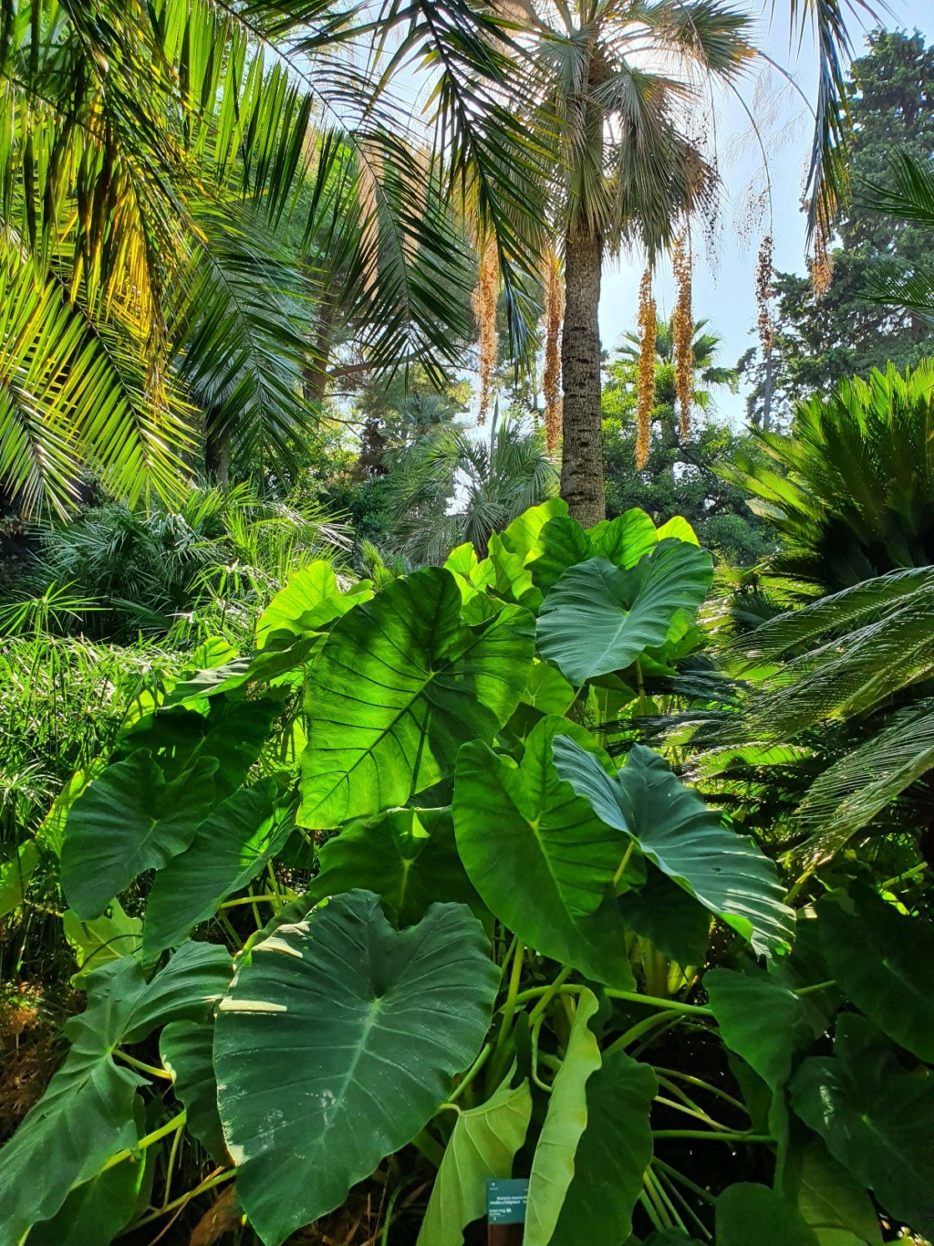 (06) Parc de la Villa Rothschild à  Cannes  20210948