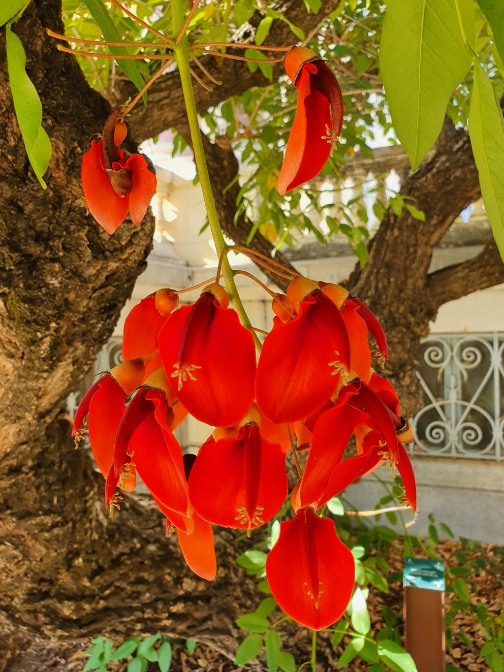 (06) Parc de la Villa Rothschild à  Cannes  20210952