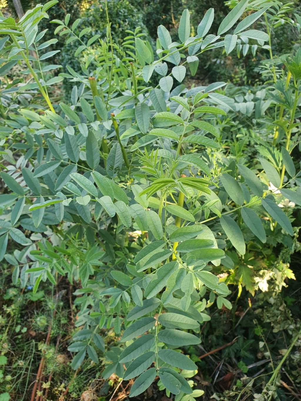 Glycyrrhiza glabra 20210971